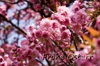 Frohe Ostern (1094 Besuche) Frohe Ostern
